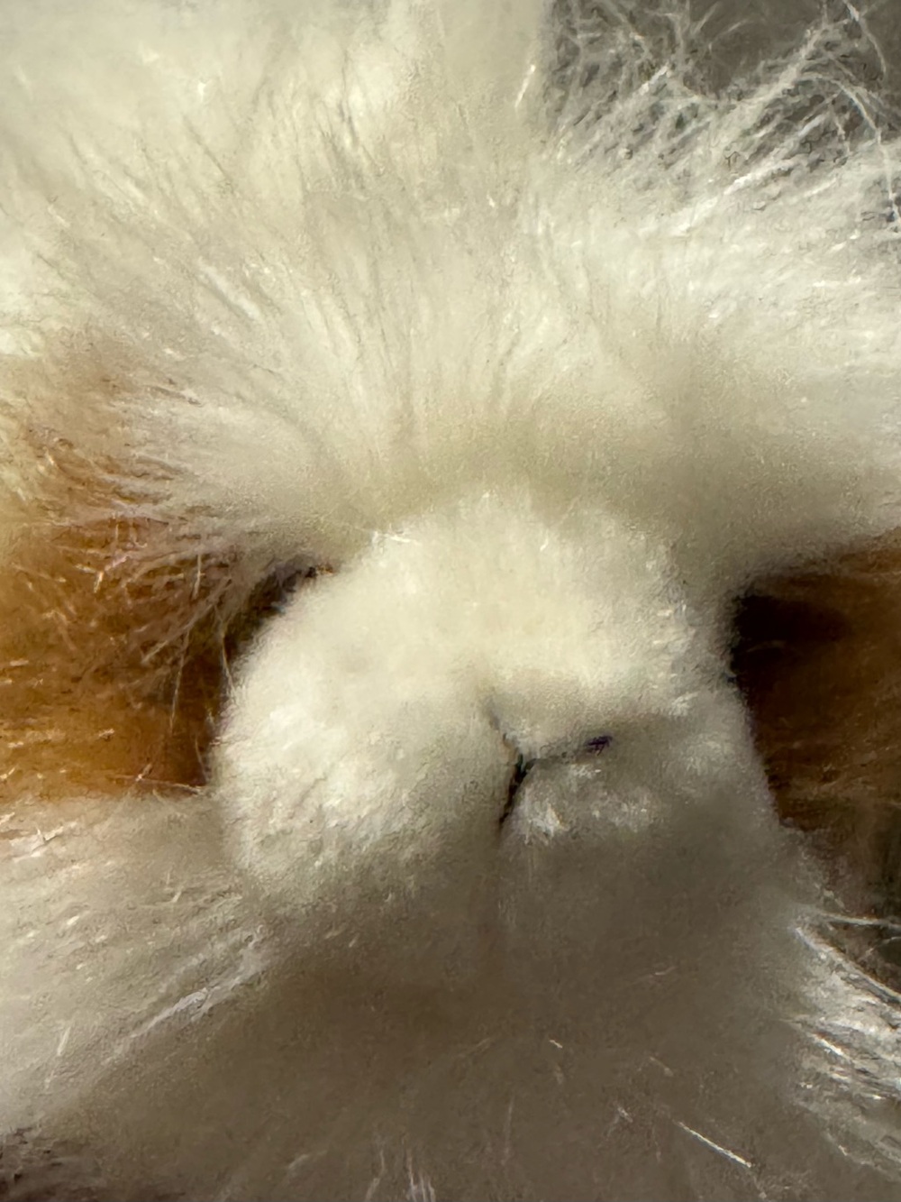 Plush - White and Brown Soft Fur Guinea Pig